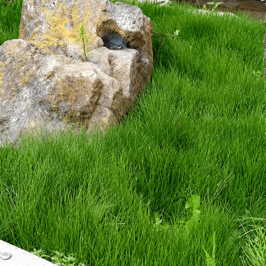 Equisetum scirpoides (Dwarf Horsetail)