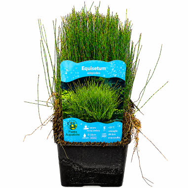 Equisetum scirpoides (Dwarf Horsetail)