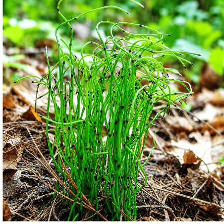 Equisetum scirpoides (Dwarf Horsetail)