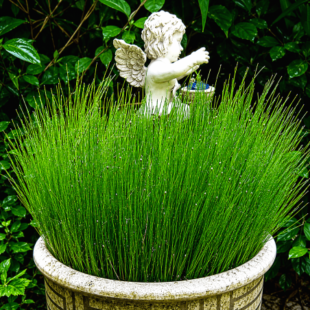 Equisetum scirpoides (Dwarf Horsetail)