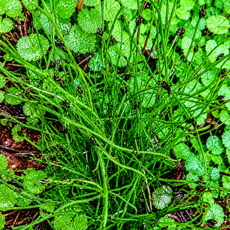 Equisetum scirpoides (Dwarf Horsetail)
