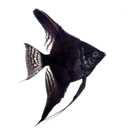 Pterophyllum scalare - Angel Black - cm 2,5-3,5