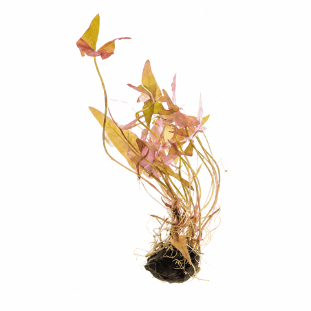 Nymphaea stellata