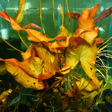 Nymphaea stellata