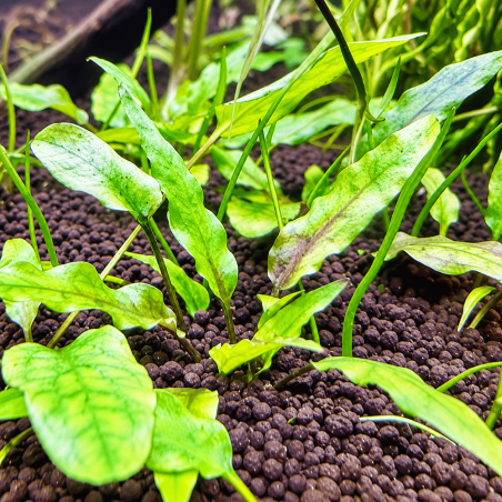 Cryptocoryne wendtii green 'Gecko'