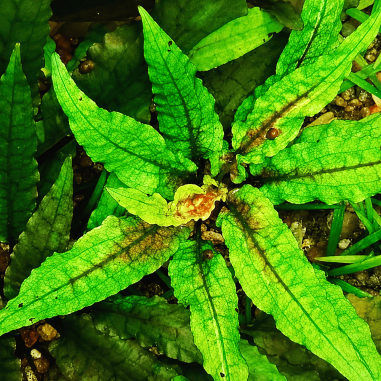 Cryptocoryne wendtii green 'Gecko'