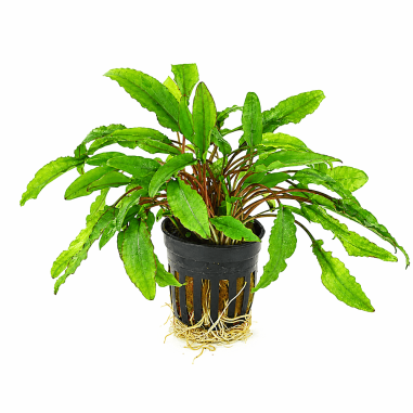 Cryptocoryne wendtii green 'Gecko'