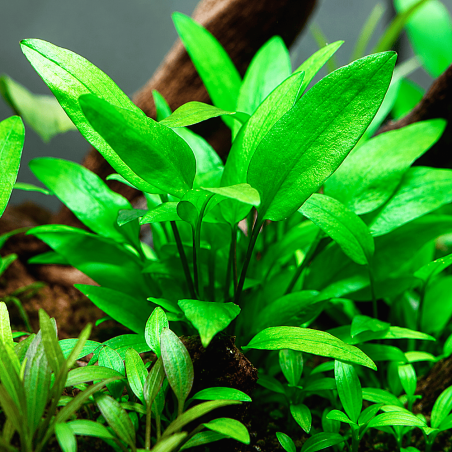 Cryptocoryne wendtii green 'Gecko'