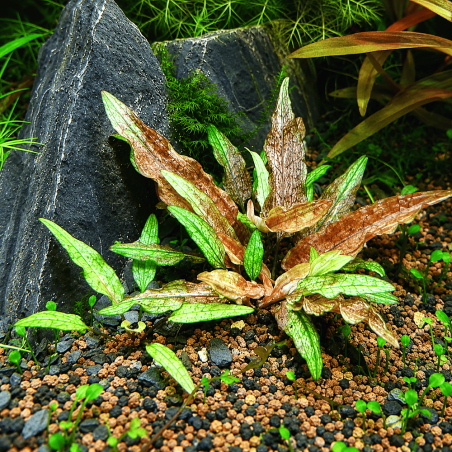 Cryptocoryne wendtii green 'Gecko'
