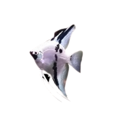 Pterophyllum scalare - angel panda - cm 2,5-3,5