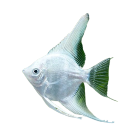 Pterophyllum scalare - Angel White XL