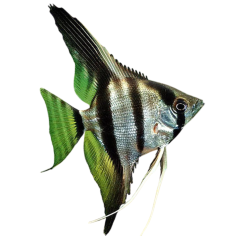 Pterophyllum scalare - Angel Originary S