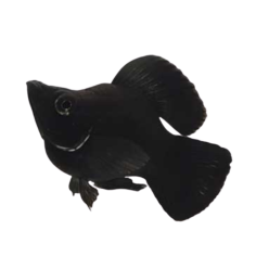 Poecilia latipinna - Molly Balloon Black L