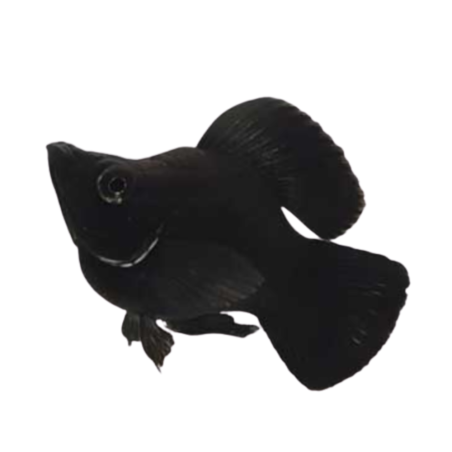 Poecilia latipinna - Molly Balloon Black L