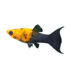 Poecilia latipinna - Molly Gold Dust Lyretail L