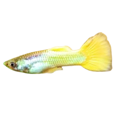 Poecilia reticulata - Guppy - Micariff Yellow...