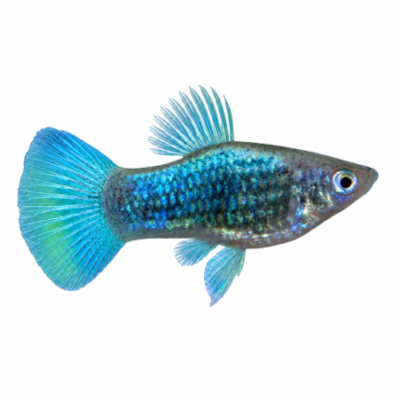 Xiphophorus maculatus - Platy Blue Neon XL