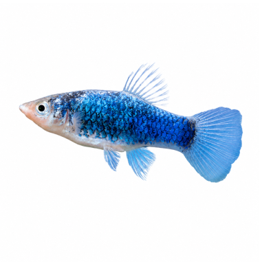 Xiphophorus helleri - Blue Tuxedo XL