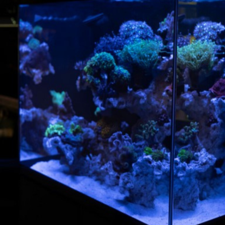 Aquael Glossy Marine 60 Nero senza supporto - acquario 170L cm60x58x50h con skimmer