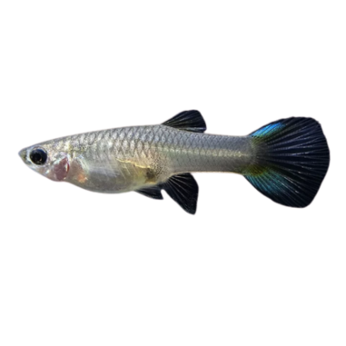 Poecilia wingei - endler Japan Blue (female) cm 3