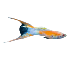 Poecilia wingei - Guppy Endler - Red Eye Scissor Tail...