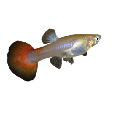 Poecilia wingei - Guppy Endler - Red Eye...