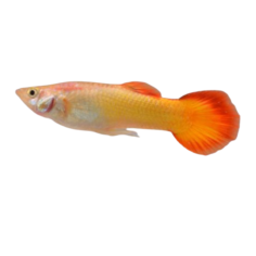 Poecilia reticulata - yellow sun set (male) XL