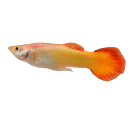 Poecilia reticulata - yellow sun set (male) XL
