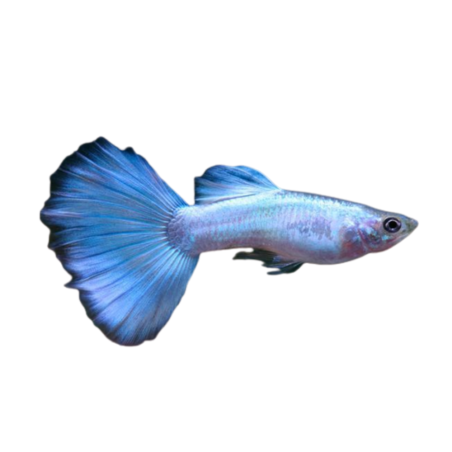 Poecilia reticulata - luminous blue (male) XL