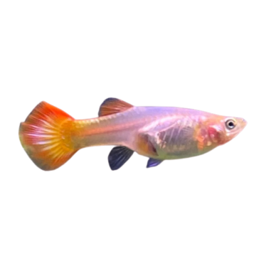 Poecilia reticulata - yellow sun set (female)...