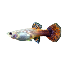 Poecilia reticulata - pink tuxedo (female) cm 3-4