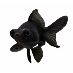 Carassius auratus - Gold Fish - Black Moor Fantail - 5 cm
