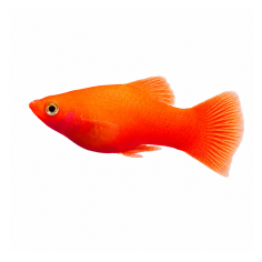Xiphophorus maculatus - Platy red - cm 3-4