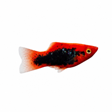Xiphophorus maculatus - Platy red tuxedo - cm 3-4