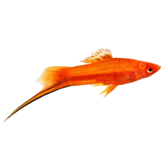 Xiphophorus helleri - Sword Tail Red - cm 5-6