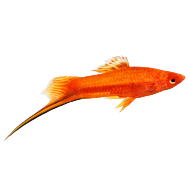 Xiphophorus helleri - Sword Tail Red - cm 5-6