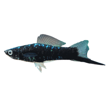 Xiphophorus helleri - Sword Tail Black - cm 5-6