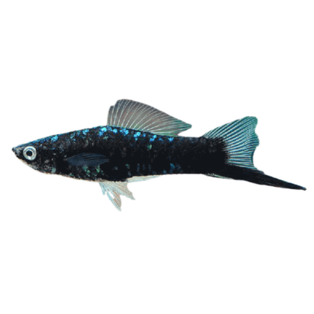 Xiphophorus helleri - Sword Tail Black - cm 5-6