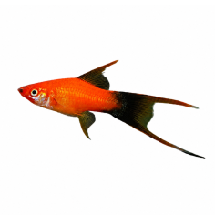 Xiphophorus helleri - Sword Tail Red Wag Lire Tail - cm 5-6