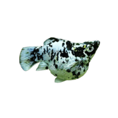 Poecilia latipinna - Molly Balloon Marble - cm 3