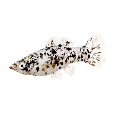 Poecilia latipinna - Molly Dalmatian cm 5