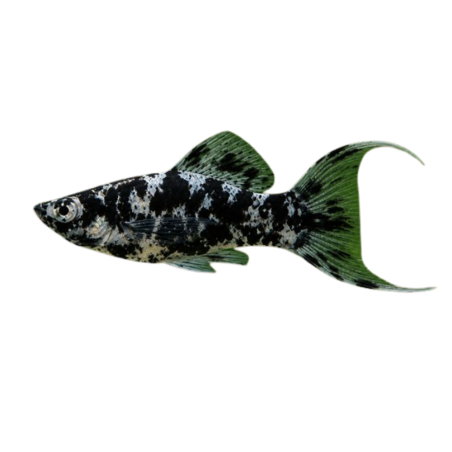Poecilia latipinna - Molly Marble Lyre Tail - cm 5-6