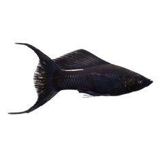 Poecilia latipinna - Molly Black Lire Tail cm 5