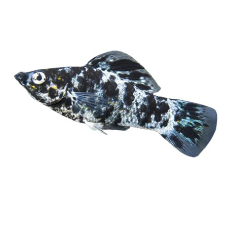 Poecilia velifera - Molly Marble - cm 5