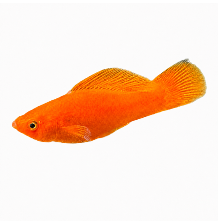 Poecilia latipinna - Molly Neon Orange - cm 5