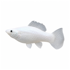 Poecilia Latipinna - Molly Silver White - cm 5