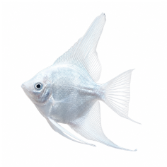 Pterophyllum scalare - Angel Platinum - cm 6,5-9