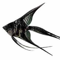 Pterophyllum scalare - Angel Marble Veil Tail - cm 5-6,5