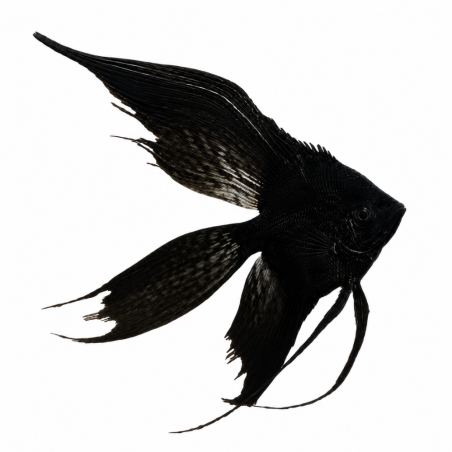 Pterophyllum scalare - Angel Black Veil Tail - cm 5-6,5