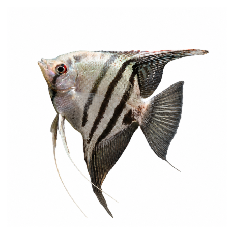 Pterophyllum scalare - Angel Ordinary - cm 2,5-3,5
